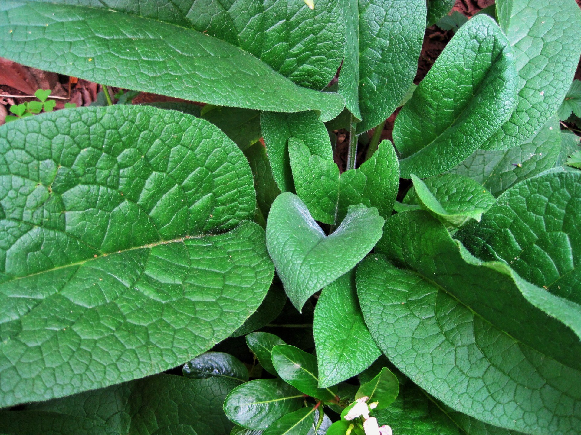 Comfrey