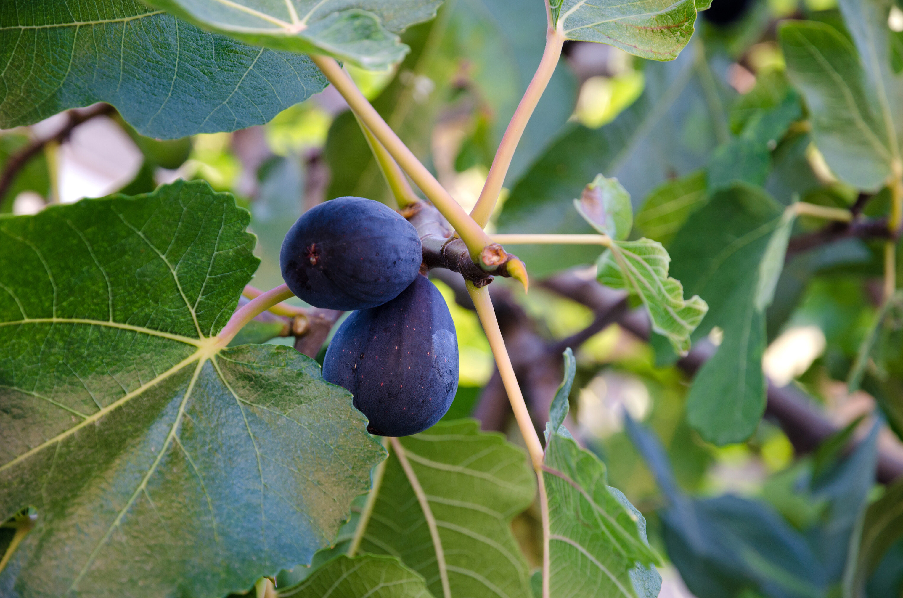 Fig