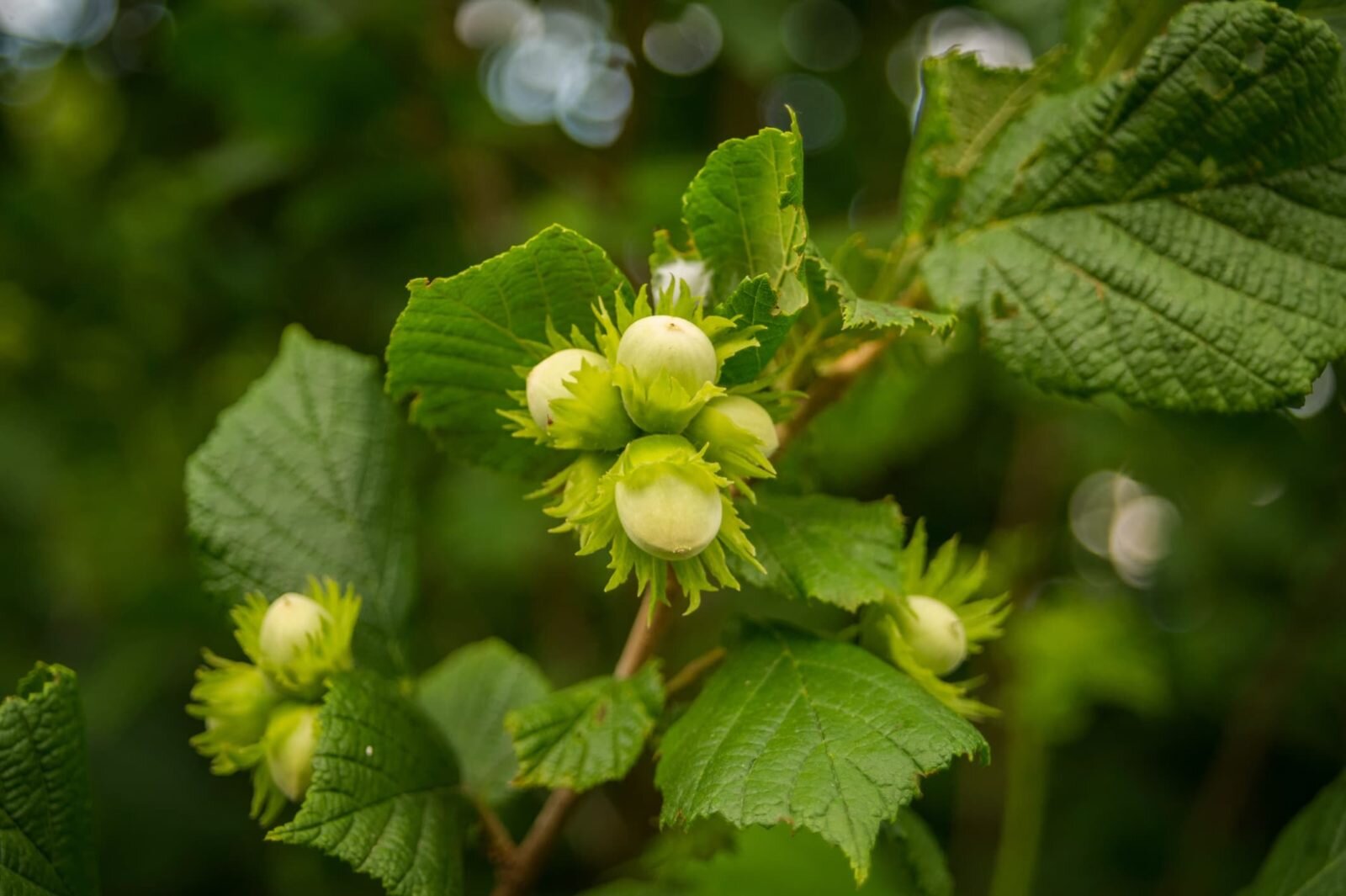 Hazelnut