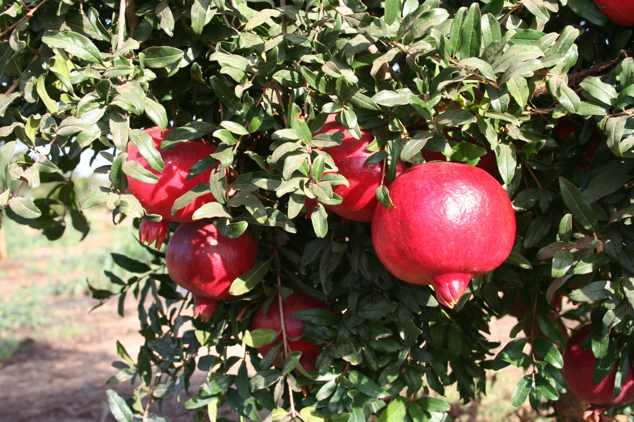 Pomegranate