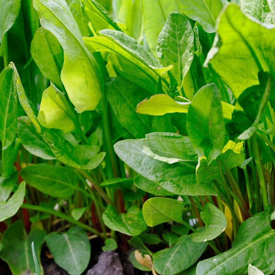 Sorrel