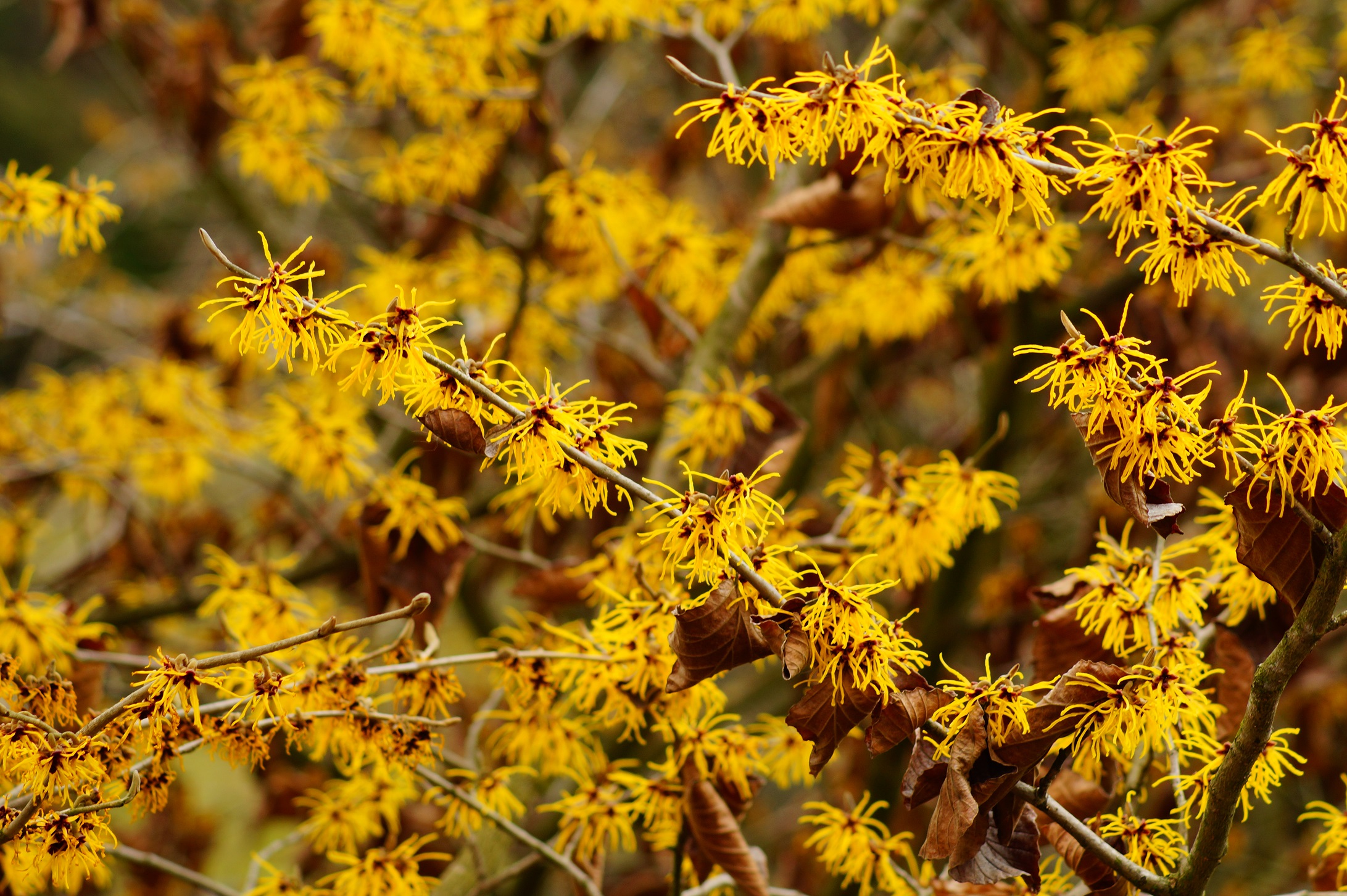Witch-hazel